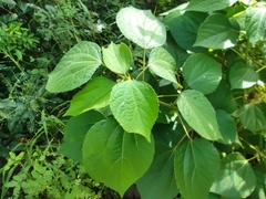 Hibiscus ovalifolius