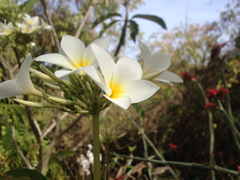 Plumeria