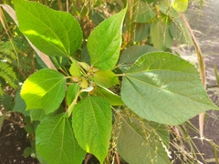 Hibiscus ovalifolius