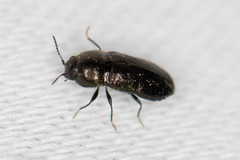Mastogenius crenulatus