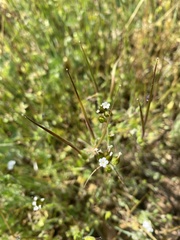 Plagiobothrys fulvus