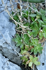 Sedum glabrum