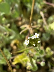 Plagiobothrys fulvus