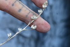 Sedum glabrum