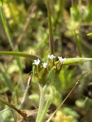 Plagiobothrys fulvus