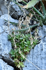 Sedum glabrum