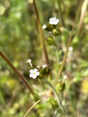 Plagiobothrys fulvus