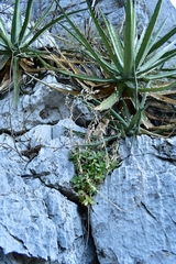 Sedum glabrum