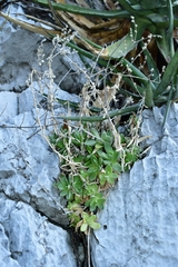 Sedum glabrum