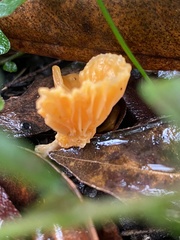 Cantharellus concinnus