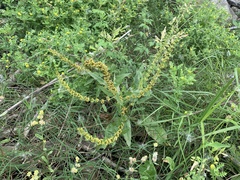 Rumex microcarpus