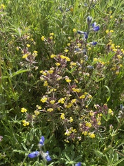 Triphysaria eriantha