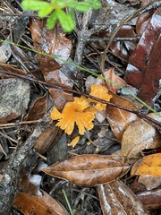 Cantharellus concinnus