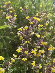 Triphysaria eriantha