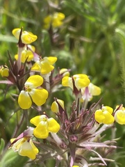 Triphysaria eriantha