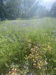 Triphysaria eriantha