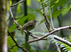 Phyllomyias sclateri