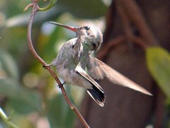 Cynanthus latirostris propinquus