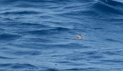 Exocoetidae