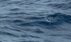 Atlantc Sailfin Flyingfish photo 5
