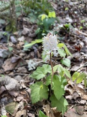 Tiarella wherryi