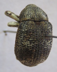 Guioperus
