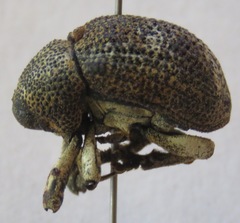 Guioperus