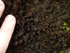 Gloeocapsopsis magma