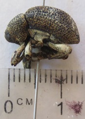 Guioperus