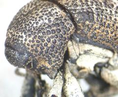 Guioperus