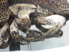 Guioperus