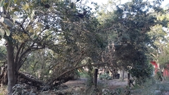 Ebenopsis caesalpinioides