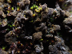 Gloeocapsopsis magma