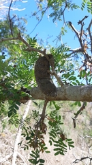 Ebenopsis caesalpinioides