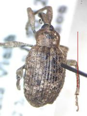 Hyperinae