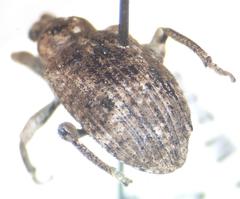 Hyperinae