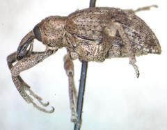 Hyperinae
