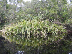 Benstonea lauterbachii