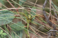 Pterostylis laxa