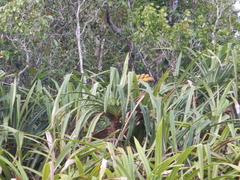 Benstonea lauterbachii