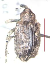 Hyperinae