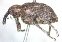 Hyperinae