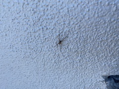 Araneoidea