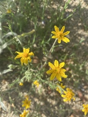 Pseudobahia heermannii