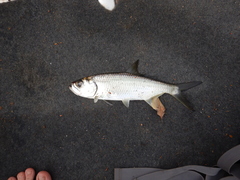 Megalops cyprinoides