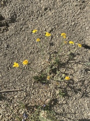 Pseudobahia heermannii