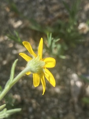 Pseudobahia heermannii