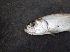 Megalops cyprinoides