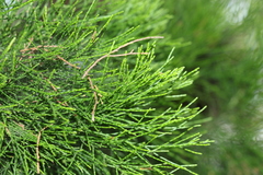 Callitris columellaris