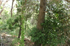 Callitris columellaris